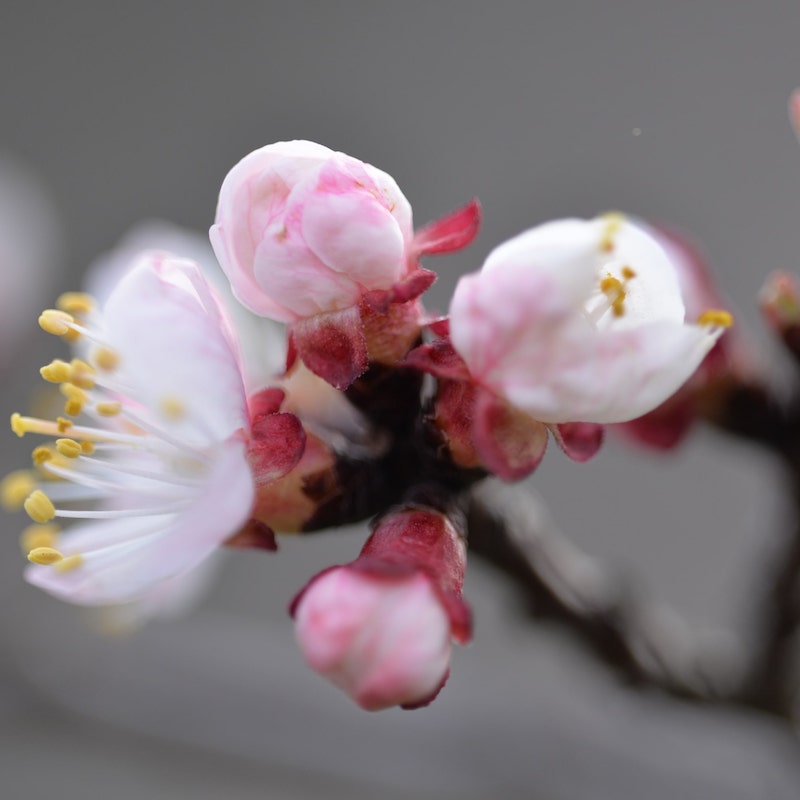 Marillenblüte